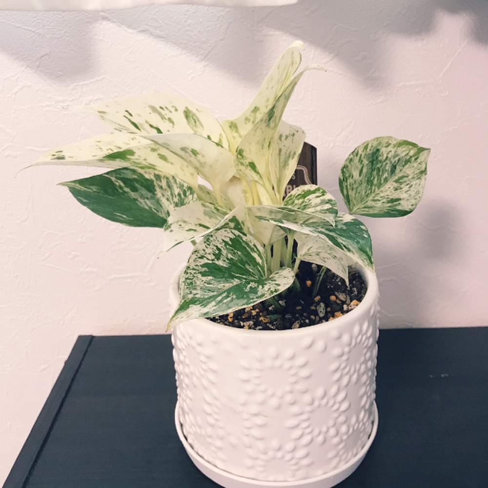 部屋の画像 by のりたまさん | 部屋とポトスマーブルと観葉植物と100均とカラーリーフ