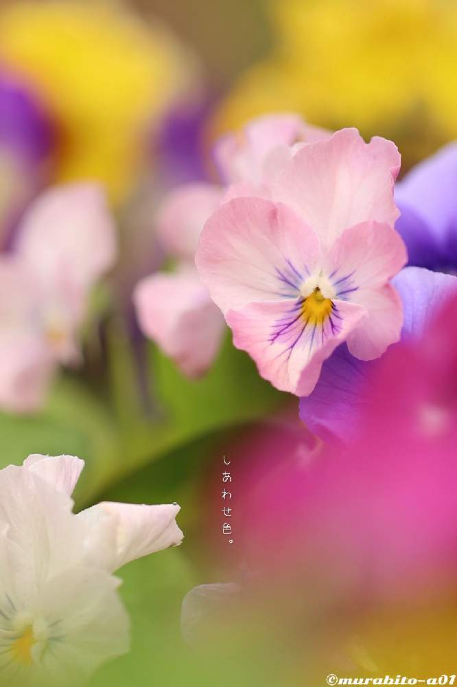 お出かけ先の画像 by 信州豚ポルコ・ロッソさん | お出かけ先とパンジー・ビオラとCanon EOS R6と最近の作品と無加工と旬撮と花が咲く笑顔咲く PWフォトコン2021~キュン♡した瞬間部門~とCanon EF100mm F2.8Lマクロ IS USMと文字を添えてと長野県