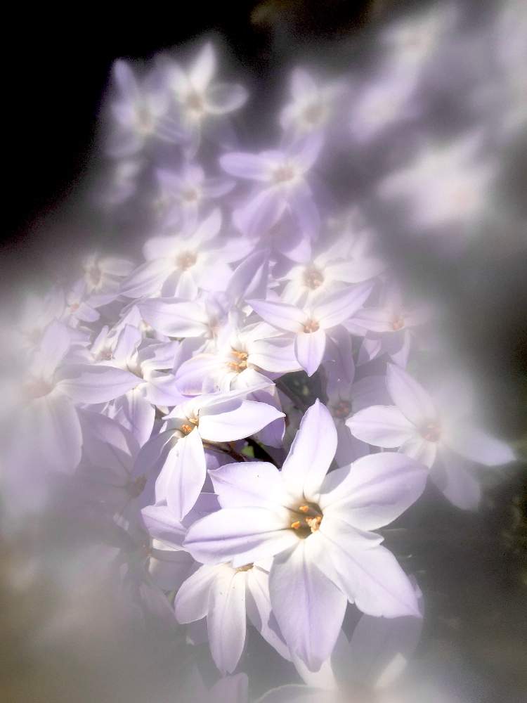 お出かけ先の画像 by ヒーちゃんさん | お出かけ先と誕生花とうすむらさきのはなと花言葉と今日はなんの日とハナニラの花