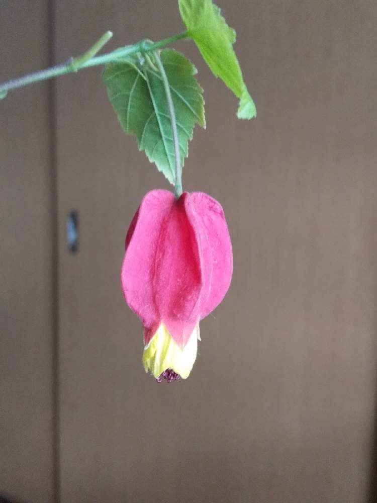 部屋の画像 by じゅんさん | 部屋とキュンキュン乙女倶楽部とチロリアンランプと花は・花は・花は咲くと春よ来い、早く来いとアブチロンの花とコロナに負けるな!とキュンキュン乙女倶楽部No.278と㊗️PONJIさん3300picと医療関係者に感謝‼️としあわせ運べるようにと自然の美と今日も一日お元気でと頑張ろう日本❣️と㊗️ピカピカさん1000pic