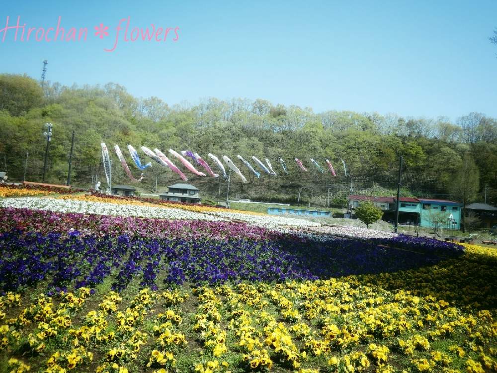 の画像 by Hirochan* flowersさん | 青い小さな花マニアと☆パンジーとJuneの会と栃木県とこいのぼりとかわぃぃ。と春風に揺らいでと青いスミレ科マニアと太陽の光を浴びてとふんわり優しい色と青い花マニアとチーム・ブルーとお花好きの人と繋がりたいと青い花大好きとチーム・ブルーNo.102