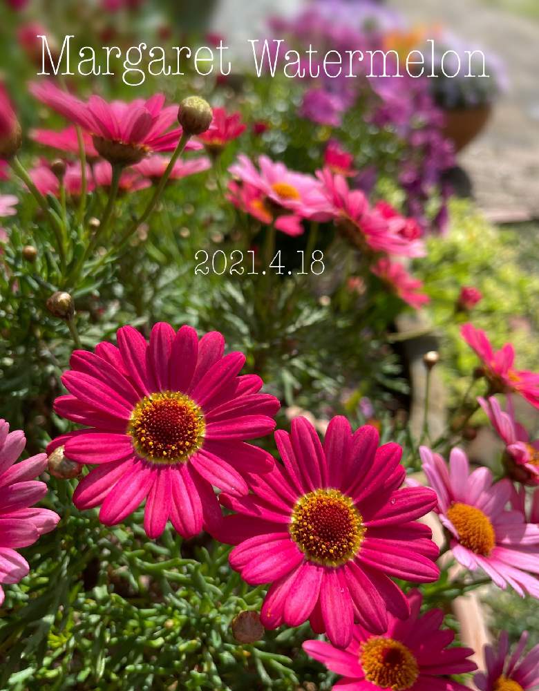 広い庭の画像 by 山田のお庭番さん | 広い庭とMy Garden☆とマーガレットウォーターメロンとコロナに負けるな!とガーデニングと花のある暮らしと植物と健康とマーガレット☆