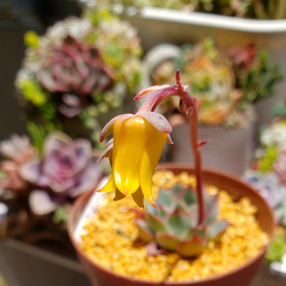 バルコニー/ベランダの画像 by あこさん | バルコニー/ベランダと多肉植物と多肉の花と多肉花芽とムーンゴットバーニッシュ