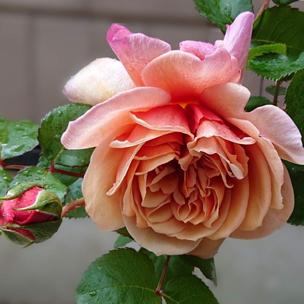 玄関の画像 by さあやさん | 玄関とバラとブロドリーとキュンキュン乙女倶楽部と薔薇愛同盟とsaaya gardenと花好きさんと繋がりたいとみてみて~2020~と2021 GSでバラ園と花のある暮らしとチーム愛知と植物マニアと自慢のバラ_2021