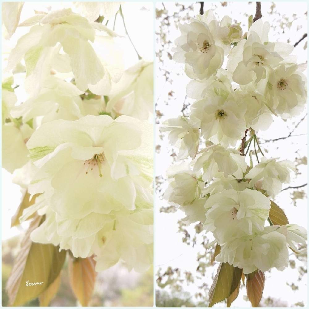 お出かけ先の画像 by セリモさん | お出かけ先とさくら2021年春とお花大好き♡とさくら 桜 サクラとバラと夢CLUBといやし♪と『2021桜』フォトコンテストと桜大好きと鬱金(うこん)の桜