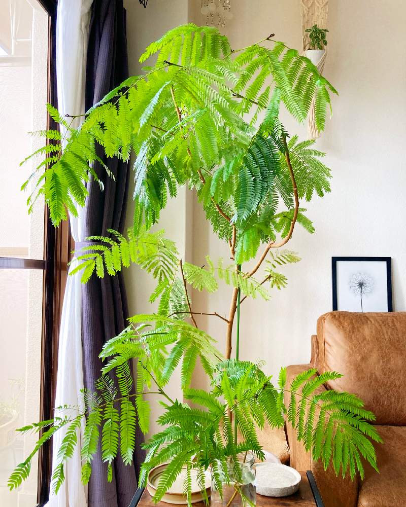 部屋の画像 by SAORIさん | 部屋とエバーフレッシュと若葉と観葉植物とレースのカーテン越しと剪定と葉っぱと観葉植物初心者と観葉植物好きと大きくなあれと元気に育て!とリビングルームと観葉植物のある暮らしと成長が嬉しいとリビング窓辺と新芽とインテリアグリーン