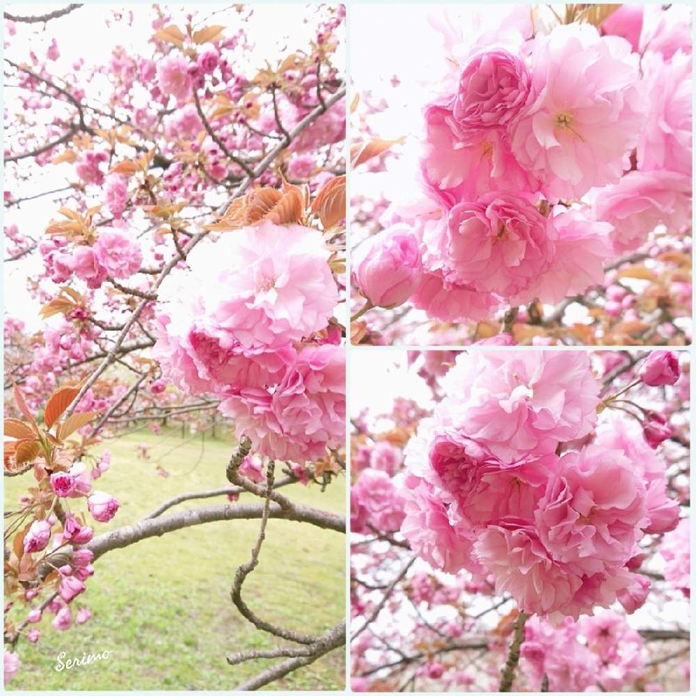 お出かけ先の画像 by セリモさん | お出かけ先とさくら2021年春とお花大好き♡とさくら 桜 サクラとバラと夢CLUBといやし♪と『2021桜』フォトコンテスト