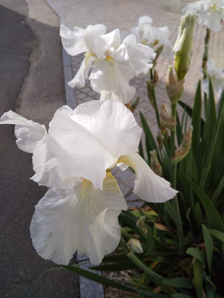 お出かけ先の画像 by じゅんさん | お出かけ先とキュンキュン乙女倶楽部と花は・花は・花は咲くと春よ来い、早く来いとコロナに負けるな!とキュンキュン乙女倶楽部No.278と㊗️PONJIさん3300picと医療関係者に感謝‼️とジャーマンアイリス*としあわせ運べるようにと自然の美と今日も一日お元気でと純白マニアと頑張ろう日本❣️