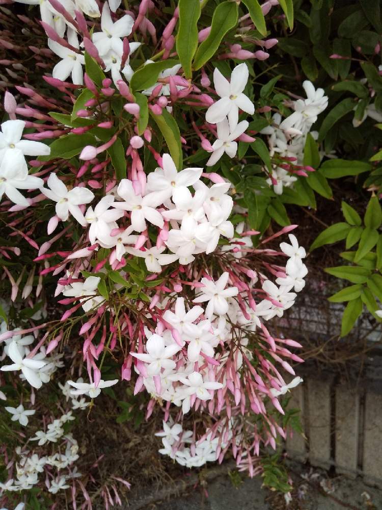 お出かけ先の画像 by じゅんさん | お出かけ先とキュンキュン乙女倶楽部と花は・花は・花は咲くと春よ来い、早く来いとコロナに負けるな!とキュンキュン乙女倶楽部No.278と㊗️PONJIさん3300picとハゴロモジャスミン⚪と医療関係者に感謝‼️としあわせ運べるようにと自然の美と今日も一日お元気でと頑張ろう日本❣️と㊗️ピカピカさん1000pic