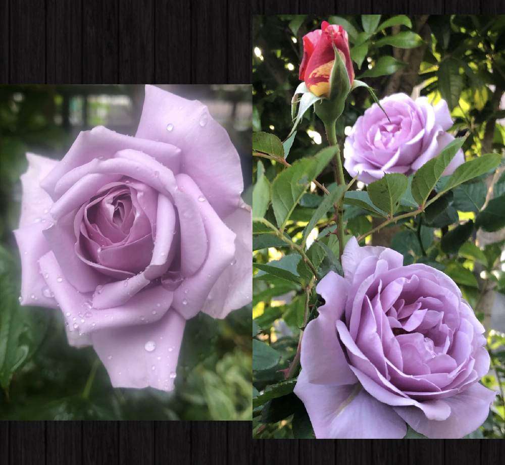 小さな庭の画像 by mutsuchiyanさん | 小さな庭と薔薇ブルーバユーと薔薇好きと癒しと愛しいとエネルギーとありがとうと美しいと休日のひと時とガーデニングと小さな小さな庭と花のある暮らしと薔薇♪とバラ.プルーバユーと頑張るばい!熊本!と薔薇の花