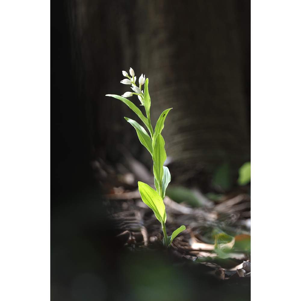 お出かけ先の画像 by 我楽多さん | お出かけ先とクゲヌマランとお散歩と引地川とOM-D E-M1ⅡとOLY ED-ED 300mm F4.0 PRO