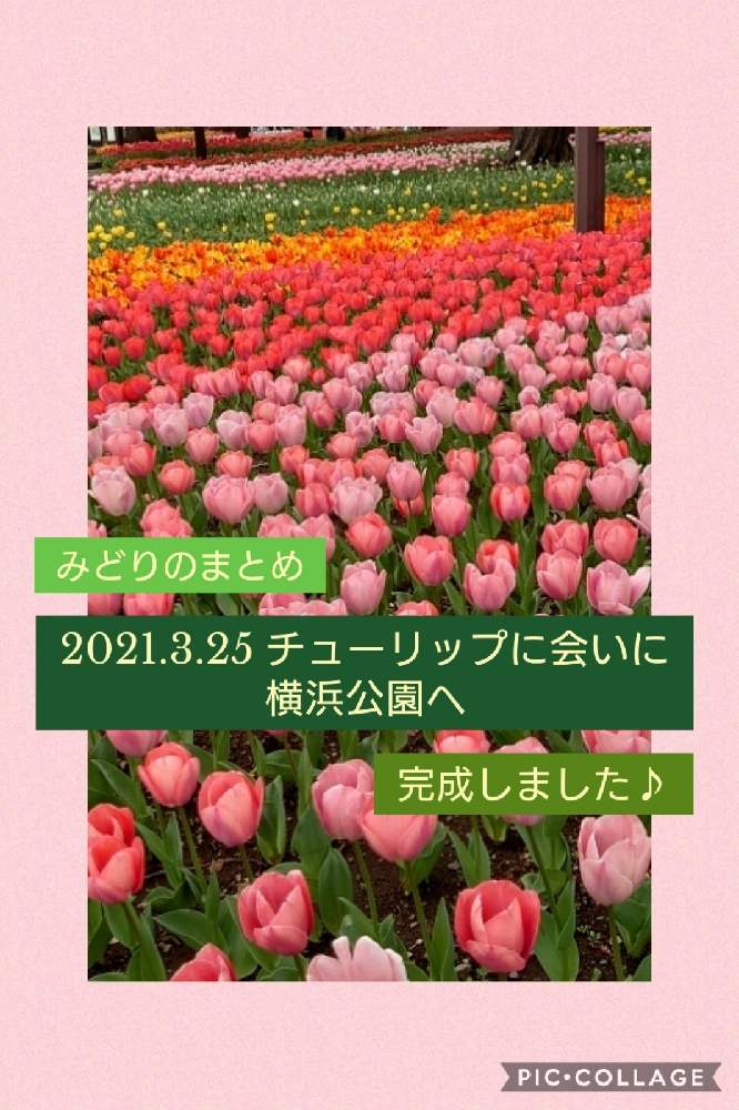 の画像 by トリトンさん | チューリップとお祝いpicと医療・介護の皆様に感謝といつもありがとう♡とかわいい♡とピンク❤︎ピンクと癒やされる♡とGS日和としあわせ運べるようにとI ♡kanagawaとキュンキュン乙女倶楽部No.183とGS散歩☆横浜