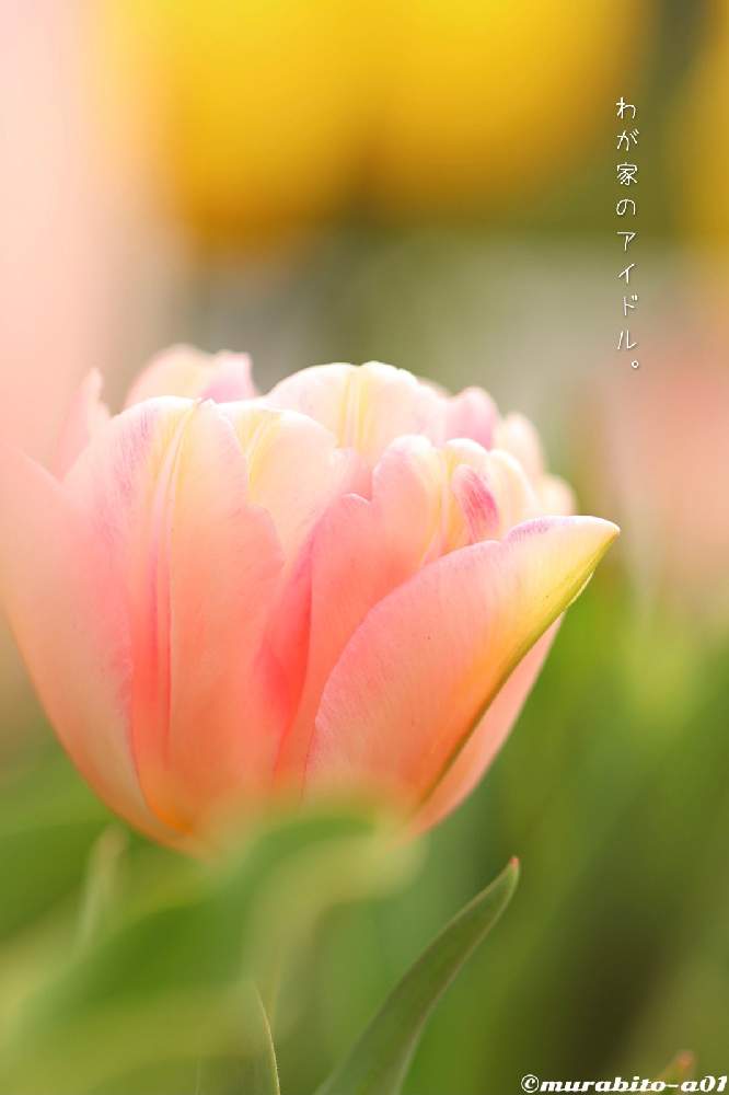 小さな庭の画像 by 信州豚ポルコ・ロッソさん | 小さな庭とチューリップとCanon EOS R6と『秋植え球根2021』フォトコンテストと最近の作品と無加工と旬撮とCanon EF100mm F2.8Lマクロ IS USMと文字を添えてと長野県
