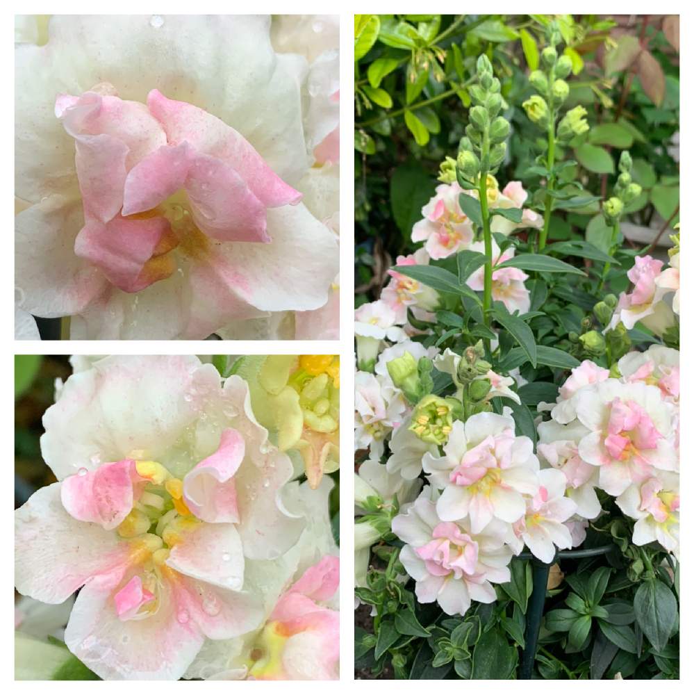小さな庭の画像 by かずさん | 小さな庭と八重咲き金魚草 トゥイニーと素敵な薔薇のある暮らしとロザリアン★*と癒しとおうち園芸と鉢植え✨とお花大好き✨と花のある暮らし