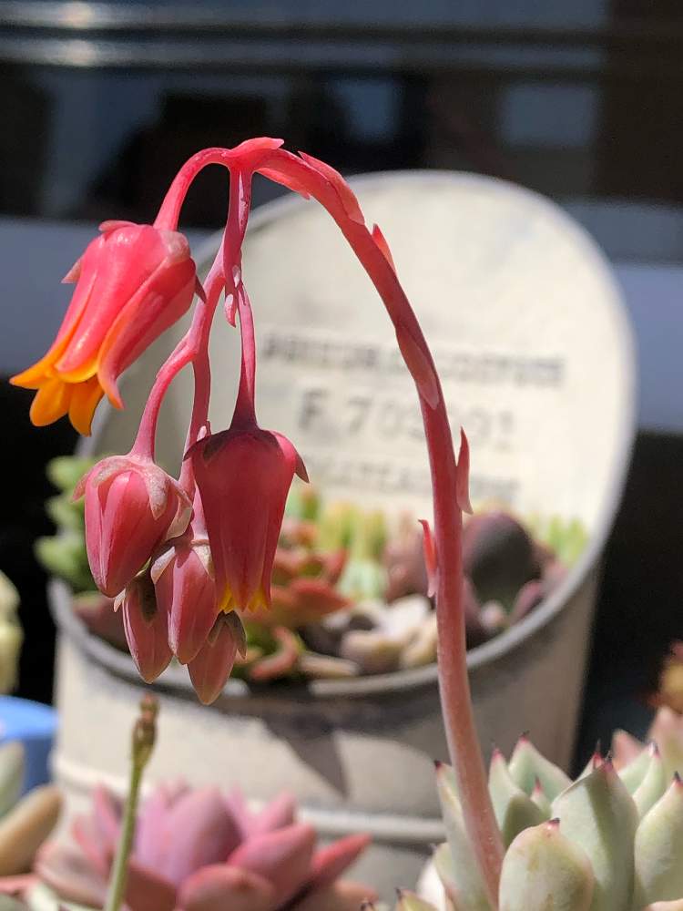 バルコニー/ベランダの画像 by kumikoさん | バルコニー/ベランダとギルバのバラと多肉植物と多肉の花と多肉大好きと多肉植物の花とお気に入り♡と癒しと多肉ちゃんと綺麗とギルバの薔薇。とエケベリア属と花のある暮らしと私のお気に入り♡とお花とかわいいな♡とiPhone撮影と花芽