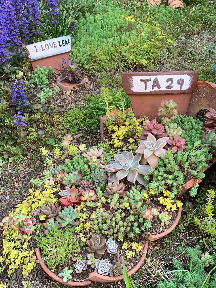 の画像 by ゆかりんさん | 多肉植物とリメイクと割れた鉢と多肉地植えと割れ鉢の寄せ植えと多肉女子と地植えセダムと強風被害と再利用と多肉寄せ植えとセダム畑とブロークンポットガーデン