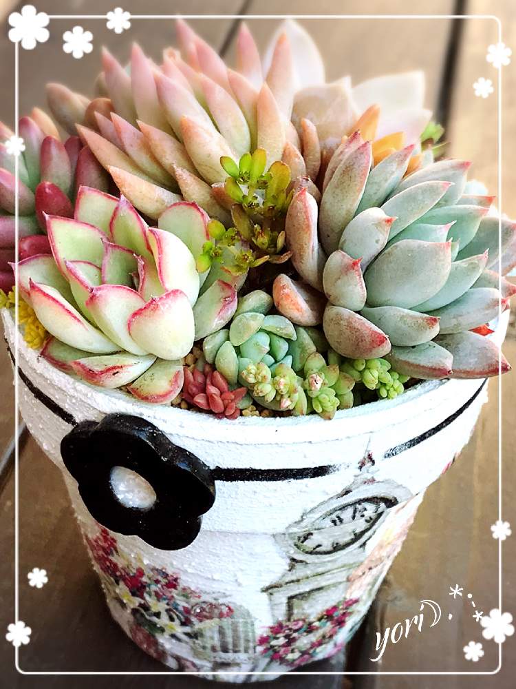 小さな庭の画像 by yori☽︎︎.*·̩͙さん | 小さな庭と多肉植物の寄せ植えといい夢見てね♬.*゚と今日もお疲れ様でした♡と体調に気をつけて!とHTCNo.51と多肉女子とありがとうです♥️と地震に気をつけてねと感謝❤️と花の16年組♡とチーム福岡とこんばんは☆と今週もよろしくです♡と今日に感謝♡とおやすみなさい⭐とお気に入りの鉢と植物_2021