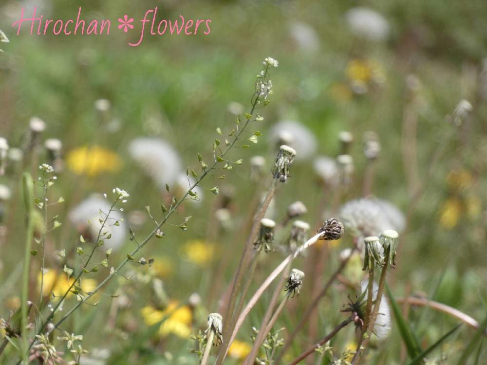 の画像 by Hirochan* flowersさん | ナズナ。とJuneの会と春風に揺らいでと タンポポの綿毛と太陽の光を浴びてとふんわり優しい色とお花好きの人と繋がりたい