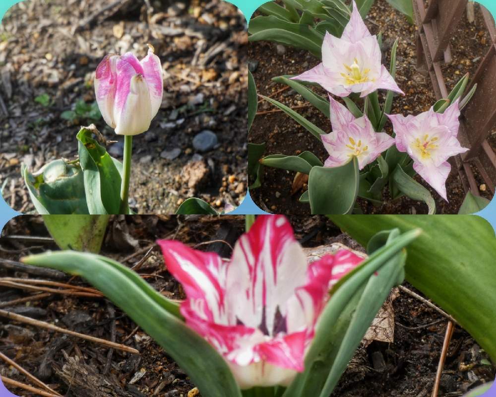 小さな庭の画像 by Hirochan* flowersさん | 小さな庭と『秋植え球根2021』フォトコンテストと チューリップとかわぃぃ。と春風に揺らいでと花びらの美しさとふんわり優しい色と可愛いピンク色♡とお花好きの人と繋がりたい