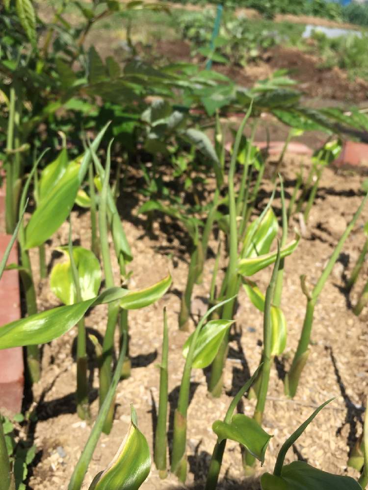 畑の画像 by ミントとアンナさん | 畑とミョウガとタラの木とタラの木と多肉植物と多肉の寄せ植えと多肉大好きと家庭菜園とおうち園芸と野菜畑❕と多肉 箱庭