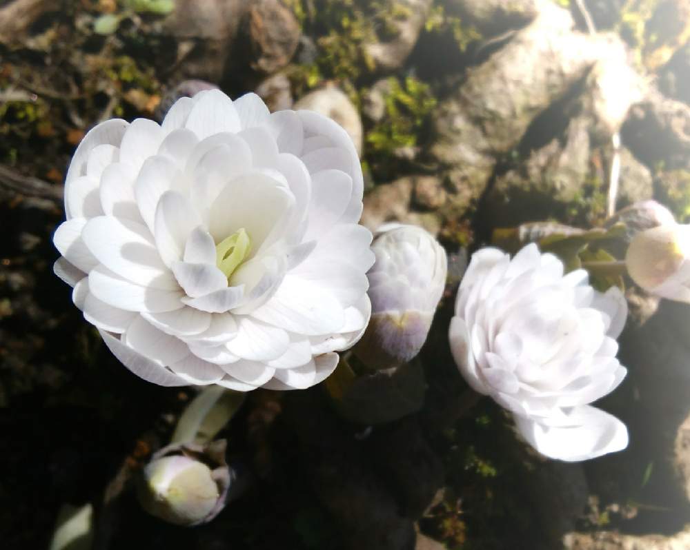 広い庭の画像 by seiさん | 広い庭と北の国から春篇と山野草と海外の山野草とサンギナリア属カナデンシスとおうち園芸と実家の庭とカナダゲシと早春の花と北海道と庭の宿根草