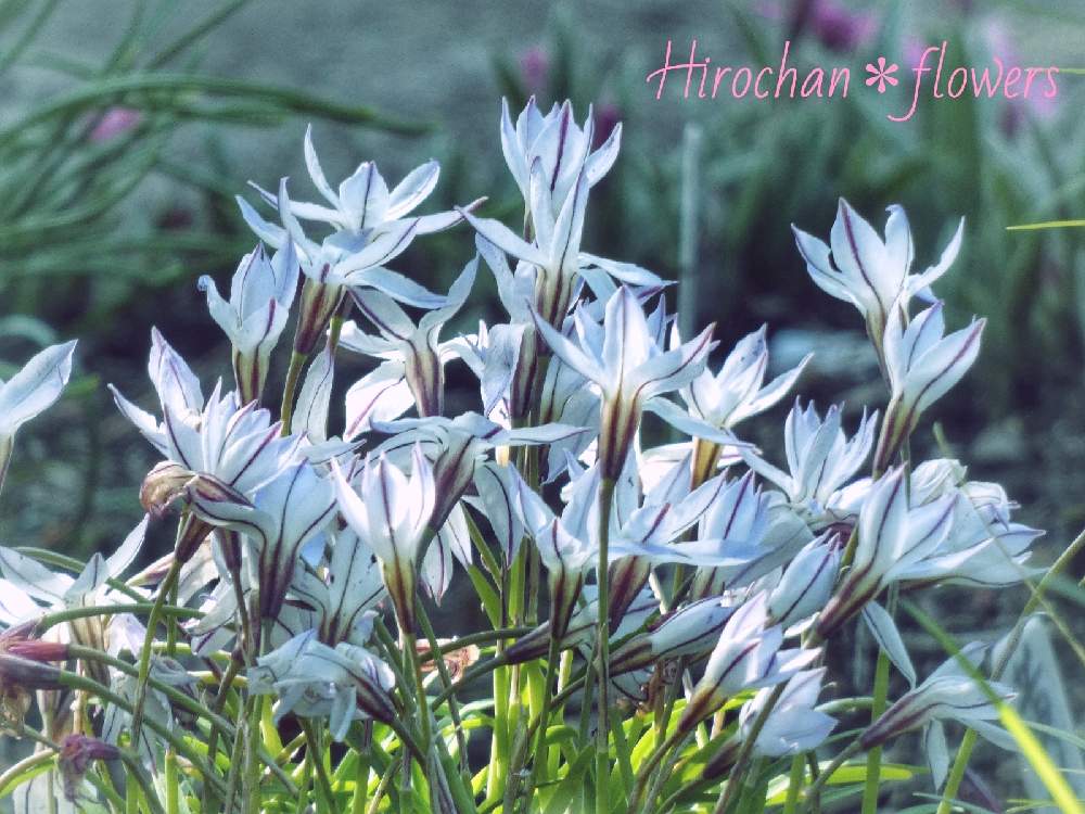 小さな庭の画像 by Hirochan* flowersさん | 小さな庭と医療・介護の皆様に感謝と青い小さな花マニアとコロナに負けるな!と春風に揺らいでと花びらの美しさとハナニラ❇︎と太陽の光を浴びてと青い花マニアとチーム・ブルーとお花好きの人と繋がりたいと青い花大好きとチーム・ブルーNo.102