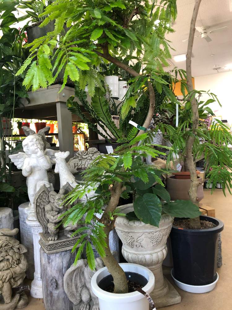 壁/天井の画像 by コンテナガーデントマト園芸レイク店さん | 壁/天井と観葉植物と入荷情報♪とエバーフレッシュ☆と園芸店とトマト園芸と花のある暮らしとお店とフラワーギフト