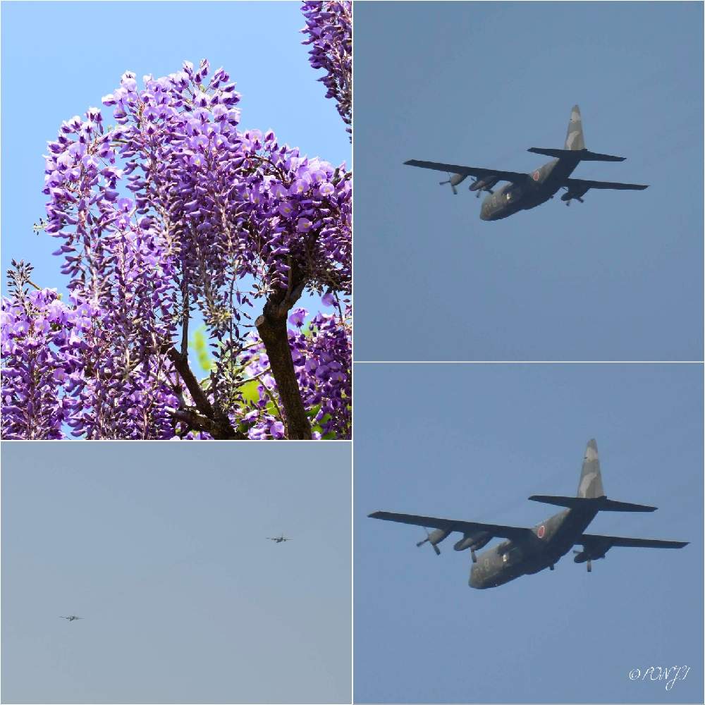 の画像 by PONJIさん | Myアルバムと㊗️ピカピカさん1000picと航空自衛隊機と3月11日を忘れない。と㊗️じゅんさん3200picと藤の花♡とお気に入りと花は・花は・花は咲くと新型コロナウィルスに負けるなとチーム岐阜と岐阜・大垣と赤坂スポーツ公園とがんばろう1.17としあわせ運べるようにと九州の皆さんにエールを♪と花のある暮らしと今日も一日お元気でと被災地にエールを…。とGSアダルトチームと航空自衛隊輸送機