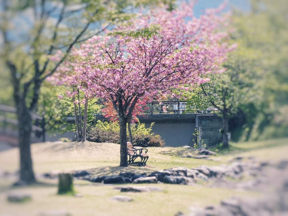 お出かけ先の画像 by Hirochan* flowersさん | お出かけ先とぼたん桜と公園と春風に揺らいでと新緑とピンク色の花と花びらの美しさと太陽の光を浴びてとお花好きの人と繋がりたいと『2021桜』フォトコンテスト