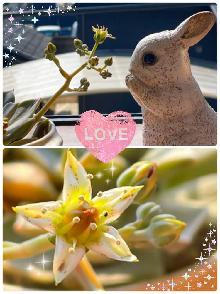 の画像 by モカさん | 今日も笑顔で♡と多肉植物と開花と 朧月と今日はいい天気☀️と癒しとhappy♡と春の訪れと素敵な一日を✨と元気よ届け♡と多肉初心者とトキメキ❤と今日も一日頑張ろう