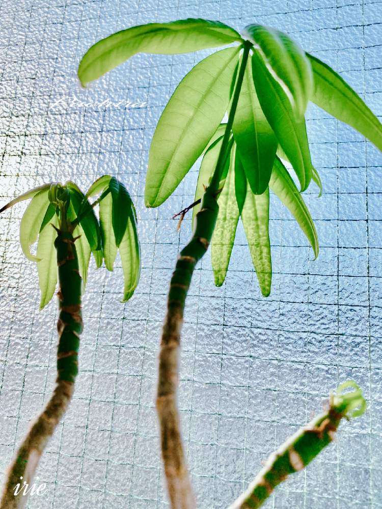 窓辺の画像 by アィリィさん | 窓辺と新葉と新緑の季節と観葉植物と100均観葉植物と成長記録とパキラ★