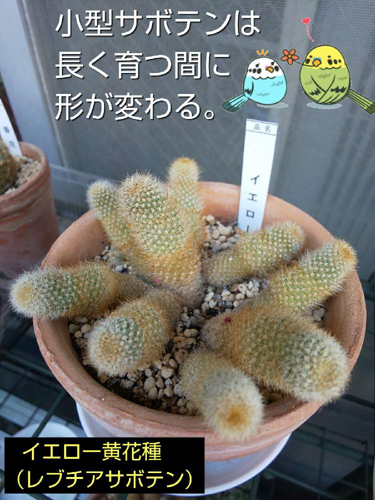 バルコニー/ベランダの画像 by チョウさんさん | バルコニー/ベランダとwow!!!と何でやねん!と勝手気ままにベランダ~とGS映えとGS日和と恋をしましょう!とおうち園芸と植中毒とHappyな気分と食わず嫌い?とタニラーと何となく幸せ!と珍奇植物と花とジジイ!と花のある暮らしとGREEN UP!と多肉鉢植え苗ケース希望とバルコニスト