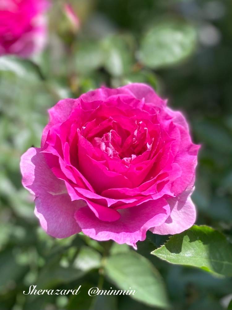 小さな庭の画像 by みんみんさん | 小さな庭とばら バラ 薔薇と小さい庭とピンクの花と水曜ローズショーとロサオリの薔薇とはちうえとガーデニングと花のある暮らしと咲いた!と可愛いと薔薇♪とおうち園芸