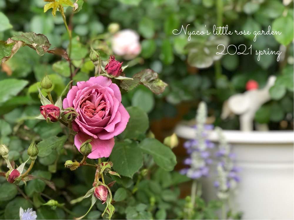 の画像 by nyacoさん | WABARAとnyaco's rose 2021春♡と和ばらと私のローズガーデンinベランダ♬とバラと宿根草とばら バラ 薔薇と薔薇愛同盟と水曜ローズショーとベランダガーデニングとバラのある暮らしとベランダガーデンと☆薔薇 あおいとバラと夢CLUBと2021 GSでバラ園とバラが好きと薔薇♪とバラ・ミニバラとロザリアンとベランダでバラを♬とバラを楽しむ