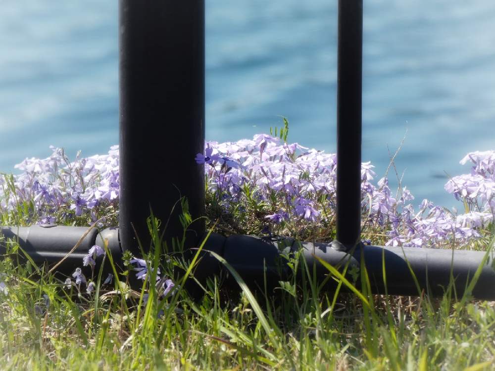 の画像 by Hirochan* flowersさん | 水辺と公園と青い小さな花マニアとJuneの会と栃木県とシバザクラ❇︎と花びらの美しさと太陽の光を浴びてと青い花マニアとチーム・ブルーとお花好きの人と繋がりたいと青い花大好きとチーム・ブルーNo.102