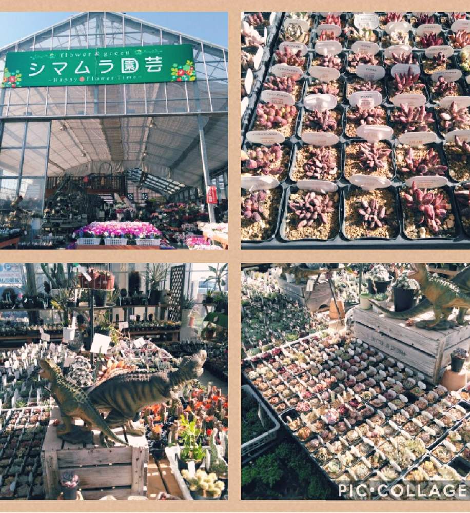 お出かけ先の画像 by アラ70さん | お出かけ先と素敵な鉢と置場所問題とタニラーと韓国苗とガーデニングと葉挿しと#韓国苗