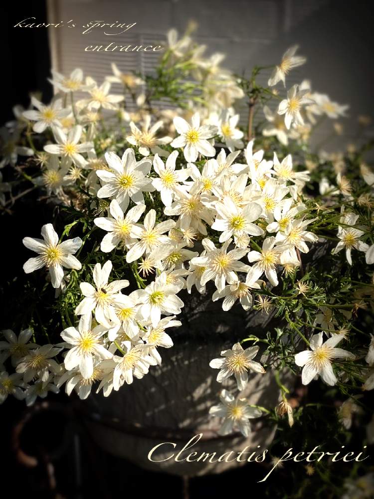 玄関の画像 by 薔薇ちゃんさん | 玄関とお気に入りと毎日幸せとおうち園芸とまた来年もと可愛いと花のある暮らしとクレマチスペトリエイ