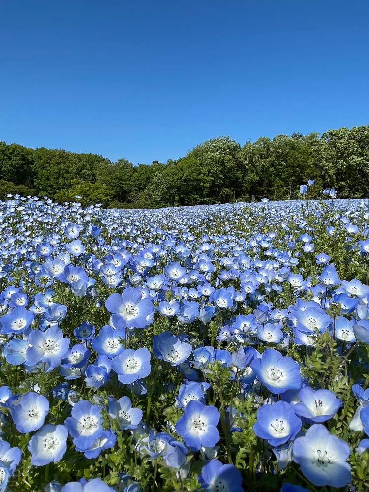 お出かけ先の画像 by soraraさん | お出かけ先と国営武蔵丘陵森林公園とネモヒィラ.