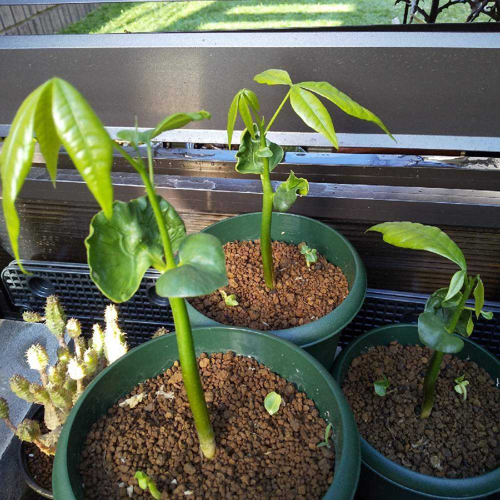 小さな庭の画像 by ☆りん☆さん | 小さな庭とパキラと実生 パキラとNO GREEN NO LIFEと観葉植物とスクスク成長中とコーデックスとおきにいりと植物中毒と癒し空間と大きくな〜れ!と多肉女子と塊根植物と実生苗と成長記録と種蒔き