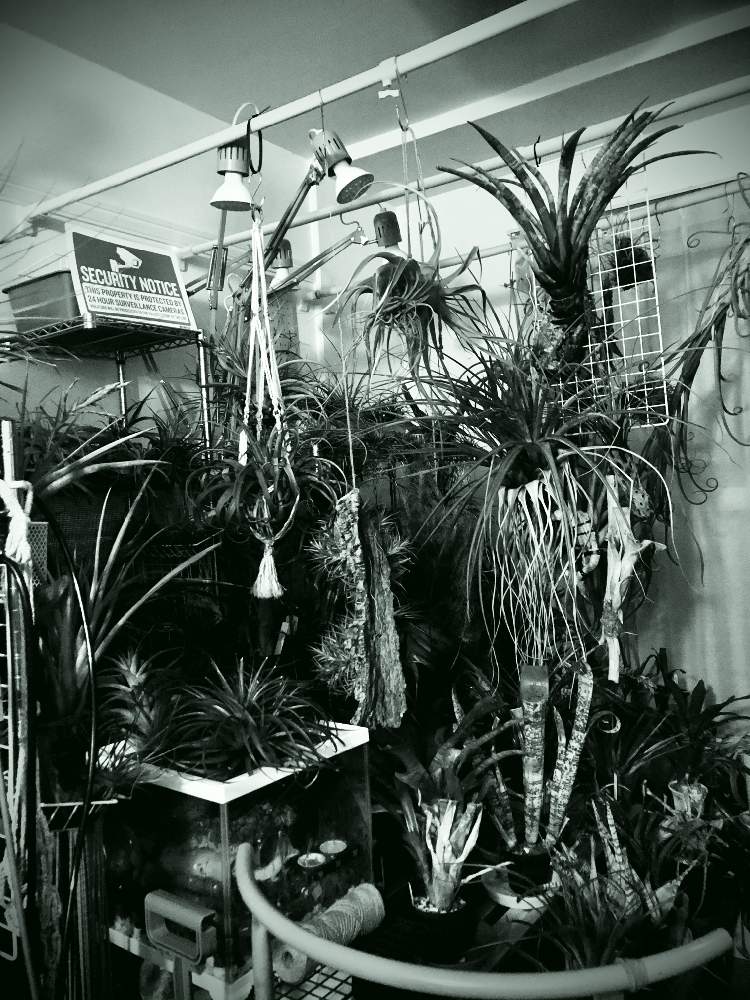 部屋の画像 by 月面旅行さん | 部屋とチランジア亜科とチランジア【エアプランツ】と植物のある暮らしとディッキア属とケスネリア属とエクメア属とブロメリア亜科とティランジア亜科とピトカイルニア亜科とフリーセア属とブロメリア科とおうち園芸とチランジア属とネオレゲリア属とビルベルギア属とデウテロコニア属とアナナス属とエアプランツとビザールプランツとエアープランツ/チランジア