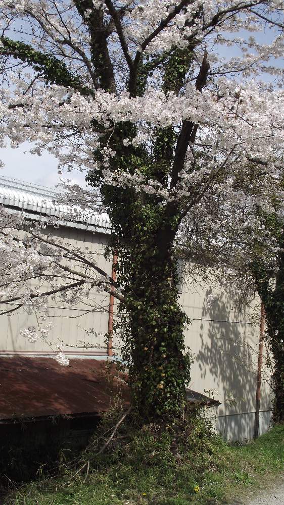 お出かけ先の画像 by 風の駅さん | お出かけ先とさくら サクラ 桜とツタ(蔦)とぶらり電動チャリと蔦に愛に恋!2,12,22日と巨木古木の木曜日