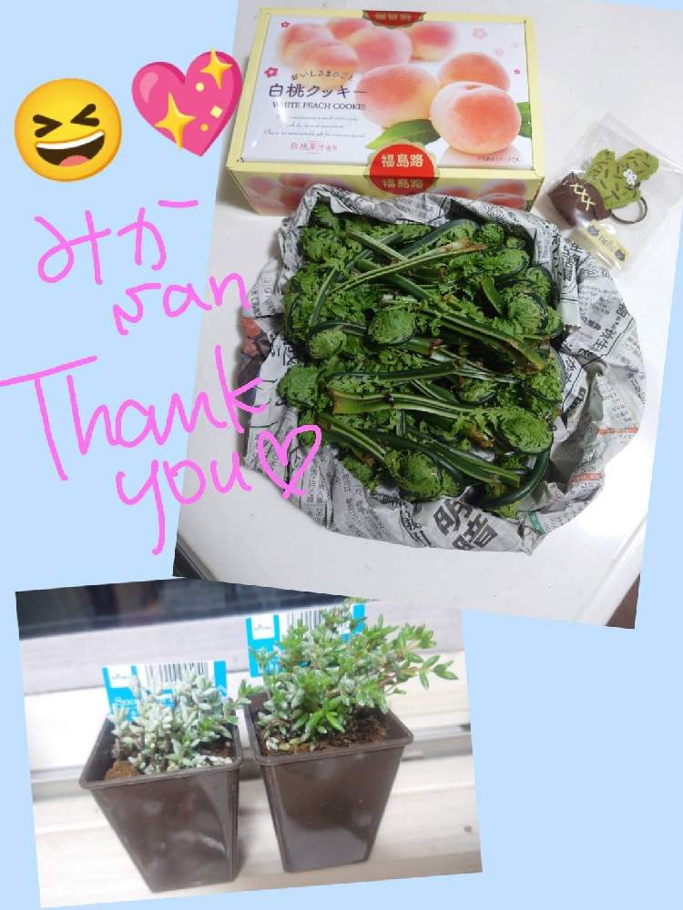 の画像 by あおくーさん | パンクチュラータとこごみと多肉植物とクラッスラ属とno green no lifeとステキ便とシダ植物