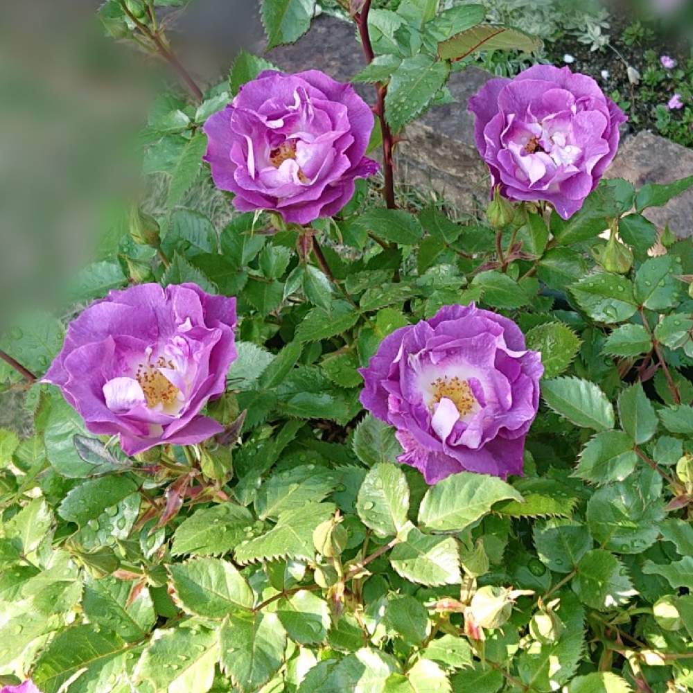 小さな庭の画像 by さあやさん | 小さな庭とバラとブルーフォーユーとキュンキュン乙女倶楽部と薔薇愛同盟とsaaya gardenと花好きさんと繋がりたいとおうち園芸と2021 GSでバラ園とチームブルーと今朝の一枚と花のある暮らしとチーム愛知と植物マニア