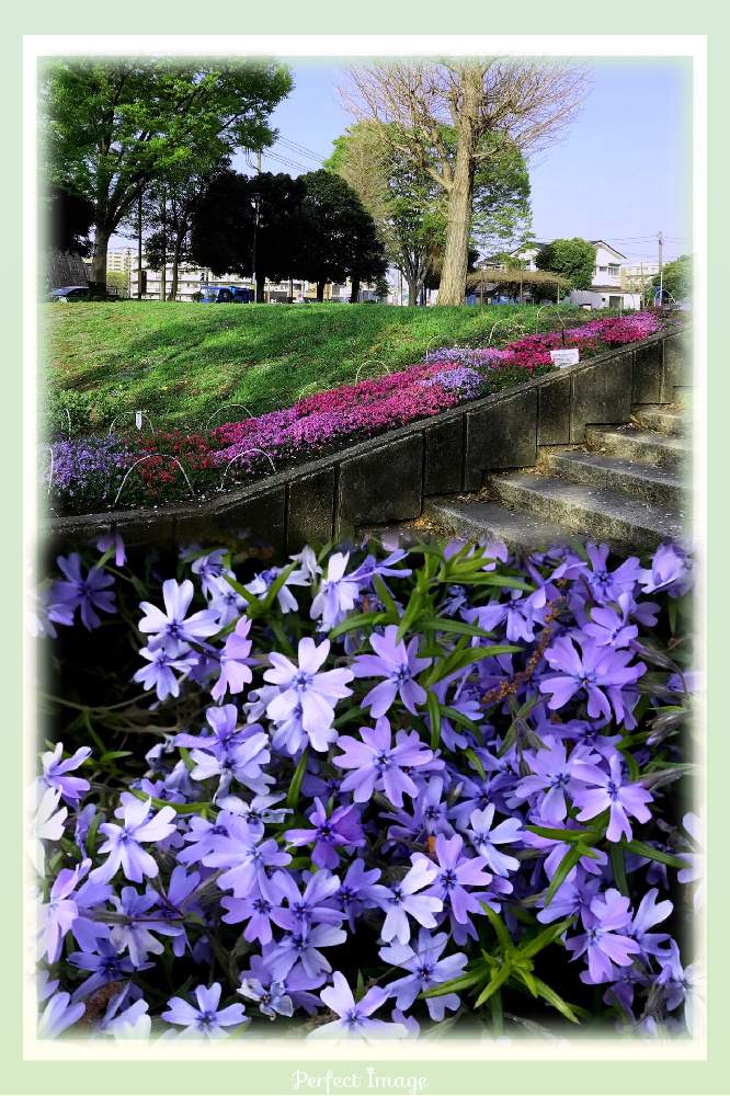 お出かけ先の画像 by ユダコさん | お出かけ先と芝桜とラジオ体操の公園と癒しと感謝と私の住む街と今日のお花と楽しみと皆んなの見守り