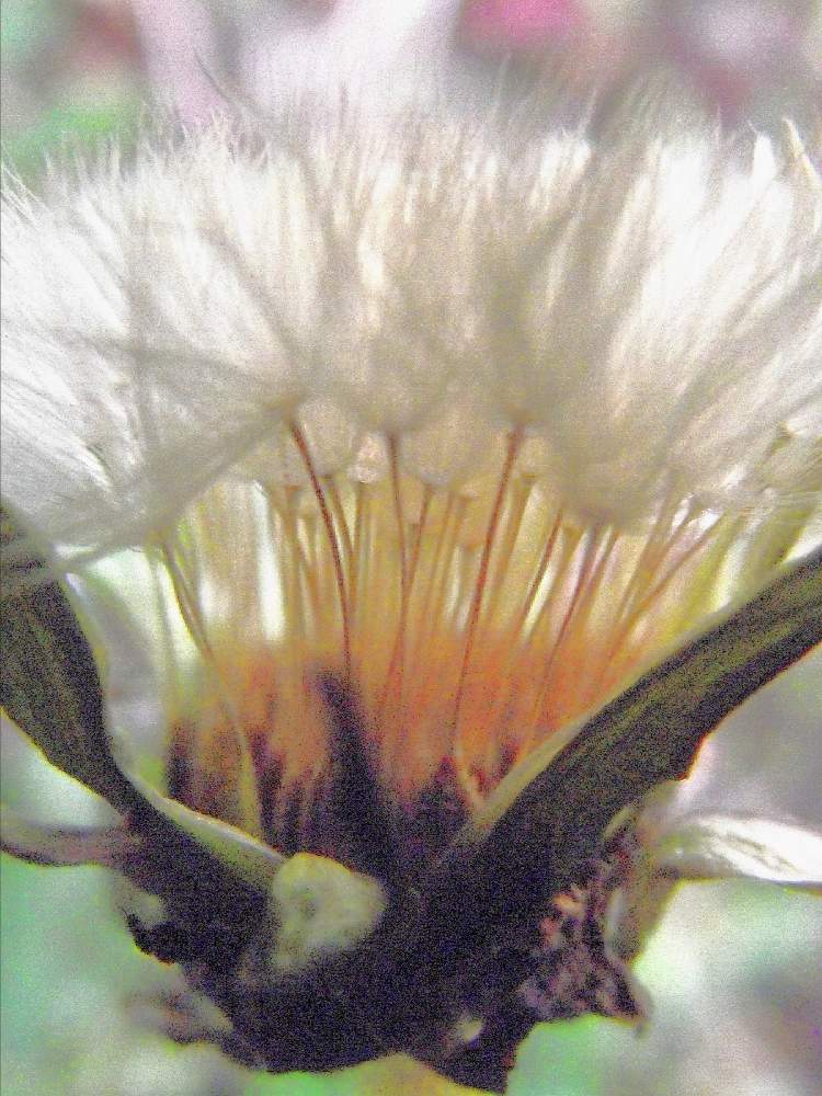 畑の画像 by 風の駅さん | 畑とタンポポの綿毛と木曜モフモフとサンダル履き撮影とFinepix S2500HD撮影と春の訪れ(福島県)