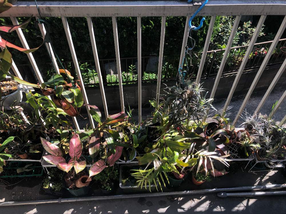 玄関の画像 by レポートを書き込んでいますさん | 玄関と観葉植物と食虫植物と玄関×ガーデニングと多年草とエアープランツ/チランジアとカラーリーフと食虫植物・ウツボカズラと食虫植物広め隊