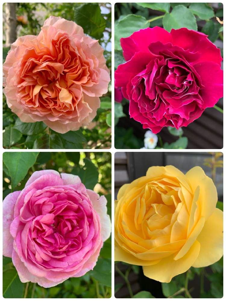小さな庭の画像 by taesaiさん | 小さな庭と2019同期とばら バラ 薔薇とつるバラとおうち園芸とバラ ブレーリーNo2とERアブラハムダービーと花のある暮らしとグラハムトーマスとバラ・ミニバラとアブラハムダービー☆とER グラハムトーマスとチーム福岡とバラを楽しむとバラ・バロンジロードランとブレーリーNo2