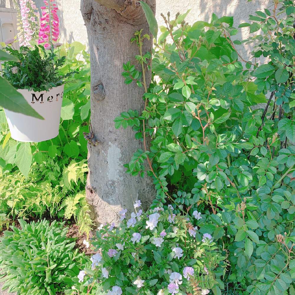 小さな庭の画像 by sallyさん | 小さな庭と花壇づくりと春のお花とジキタリスは開花中と春の庭と芽吹きの春とおうち園芸とガーデニングと花のある暮らし