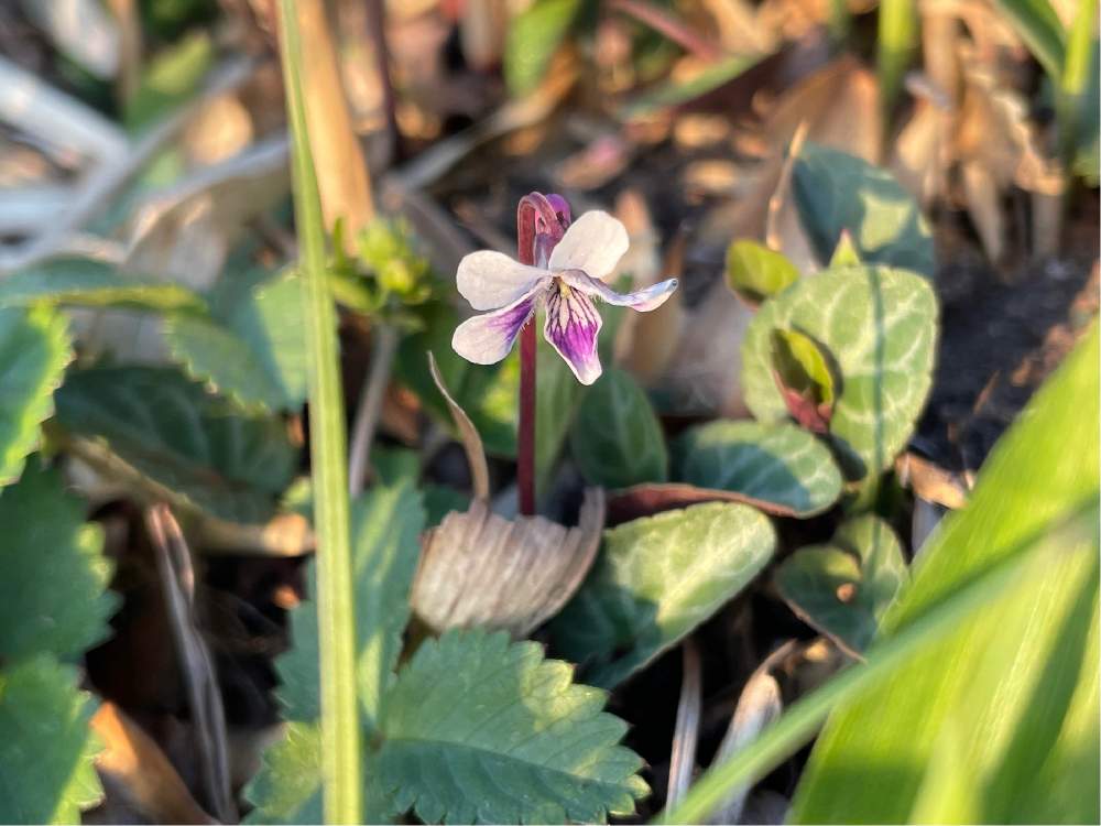 の画像 by チアナさん | フモトスミレと熊本県と南阿蘇周辺