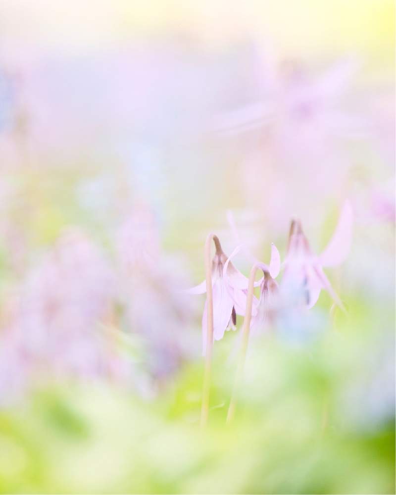 お出かけ先の画像 by satoさん | お出かけ先とカタクリとnikond610と豊平公園と北海道と札幌とカメラ小僧クラブ